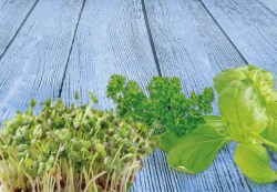 Basil, cress, parsley,jpg.jpg